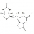 Biotin NHS Ester ((+)  Biotin N-hydroxysuccinimide ester) |CAS 35013-72-0| HPT1802